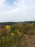 20140726_100053 Flowers in Merthyr Mawr Sand Dunes.jpg